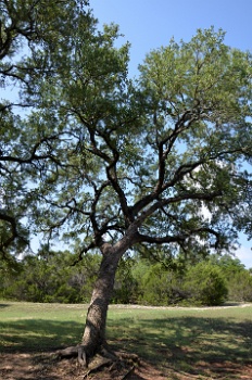 Leaning Out  Leaning Out